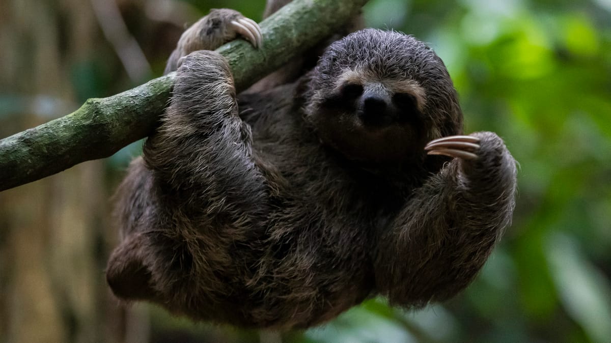 "صدمة برد" تفتك بـ30 من دببة الكسلان