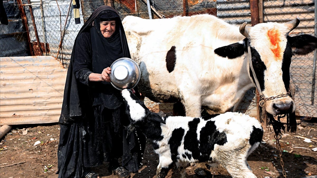 العراق يطمئن بشأن "اللسان الأزرق"