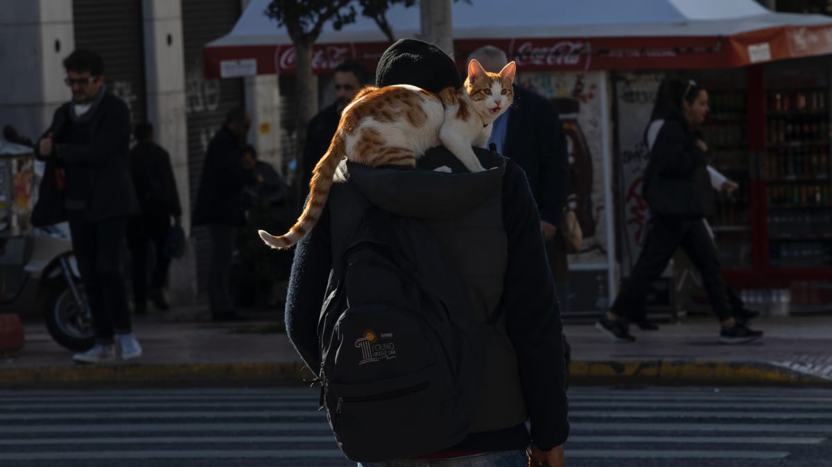 رقم من 9 أصفار.. كم ينفق الألمان على حيواناتهم الأليفة؟