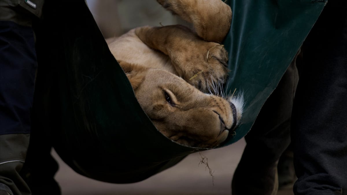 500 ألف إسترليني لـ"أسود أوكرانيا"