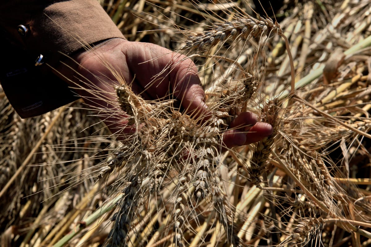 مصر تبحث عن محاصيل أكثر ربحا من القمح