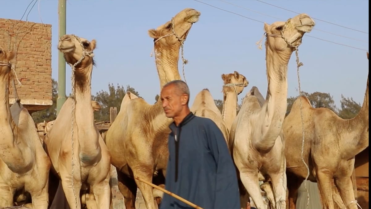 سوق "برقاش" المصري يجمع الجمال في العيد