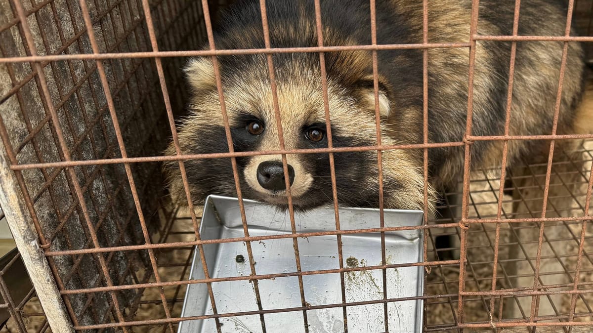 فراء الحيوانات في الصين قد تصيب البشر بالأمراض