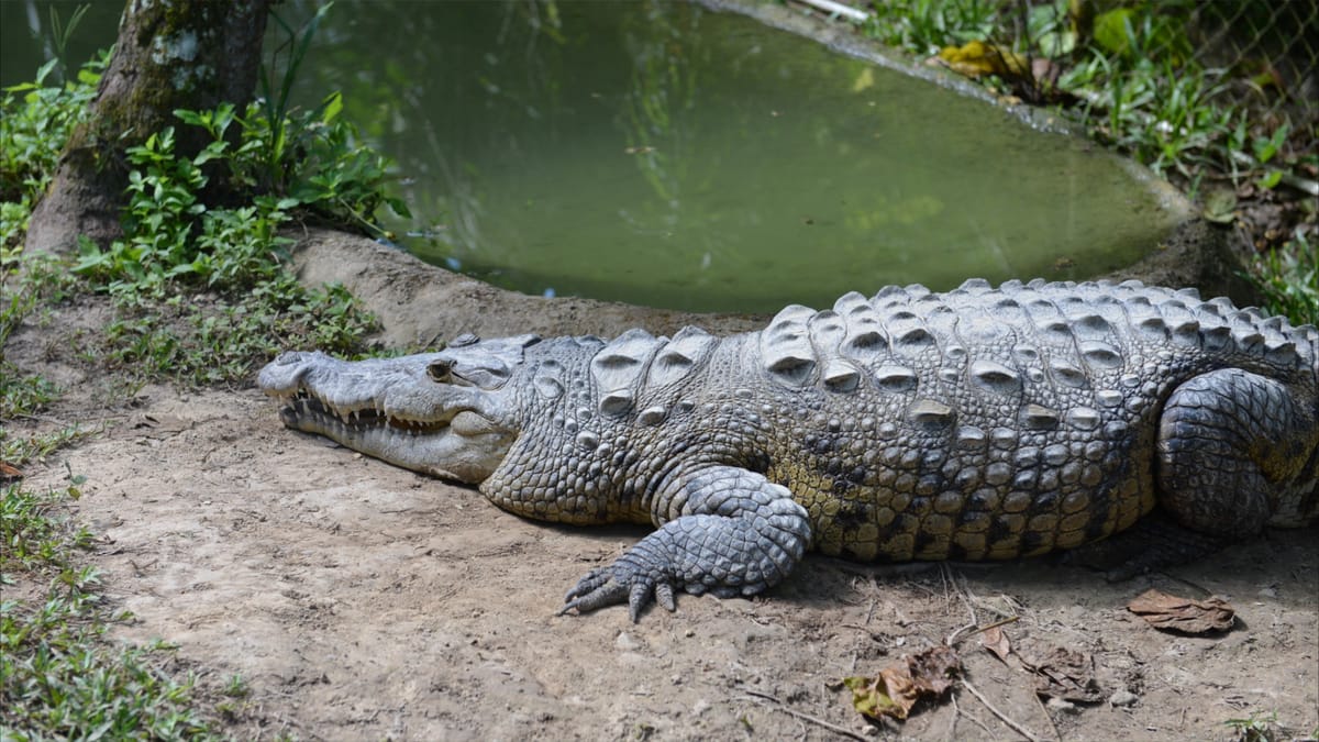 العثور على بقايا امرأة داخل تمساح بإندونيسيا