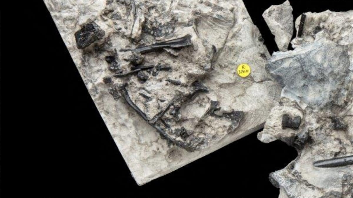العثور على بقايا ديناصور عمره 168 مليون سنة في اسكتلندا