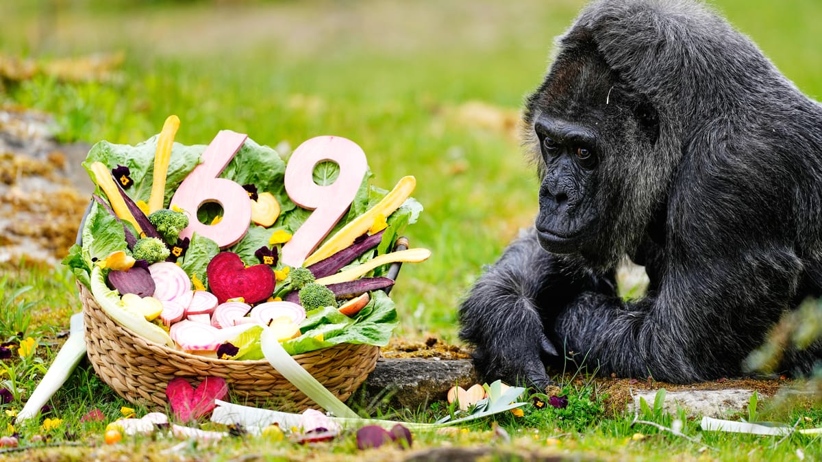 بكعكة خضراء.. هكذا احتفلت أكبر غوريلا في العالم بعيد ميلادها