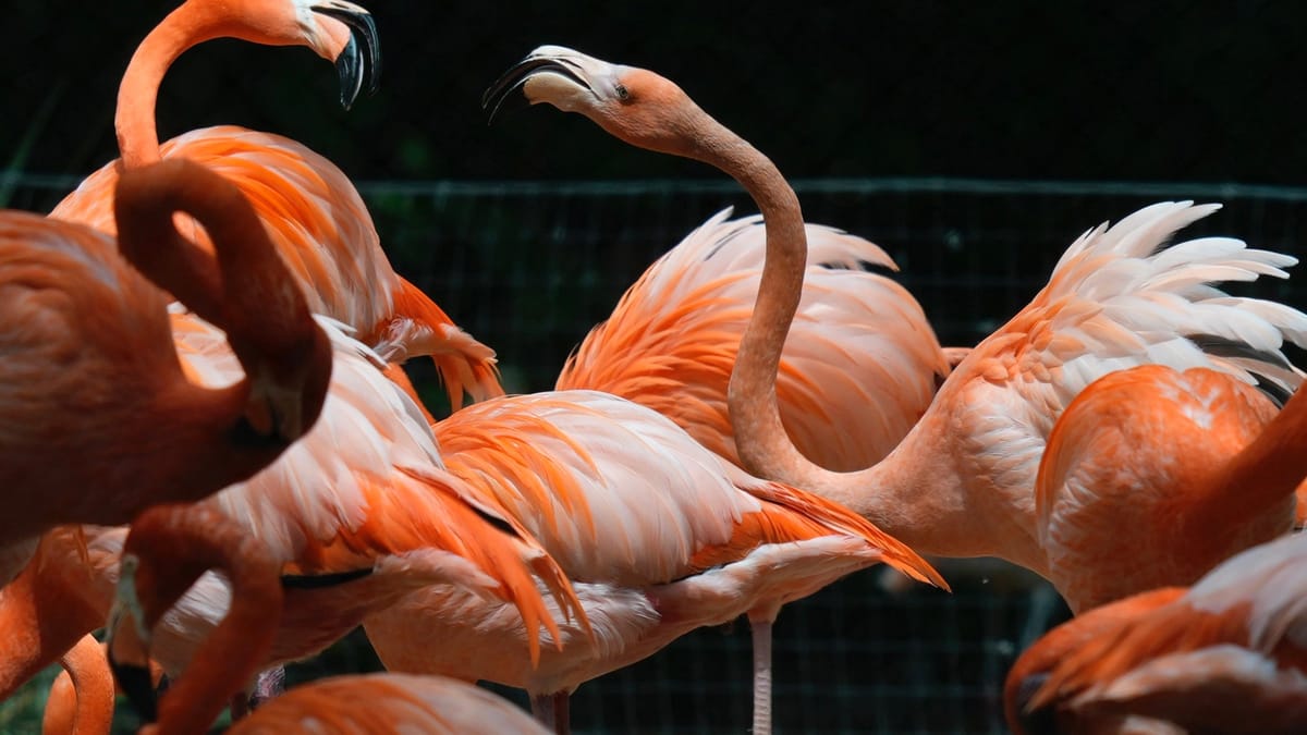 نفوق العشرات من الـflamingos بالهند