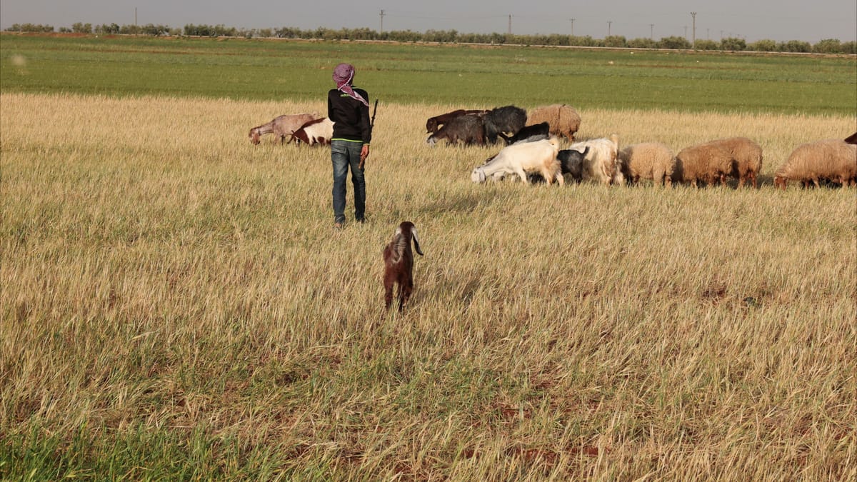 نقص القمح يهدد 16 مليون سوري.. جفاف يشتد وعقوبات تطيل الأزمة