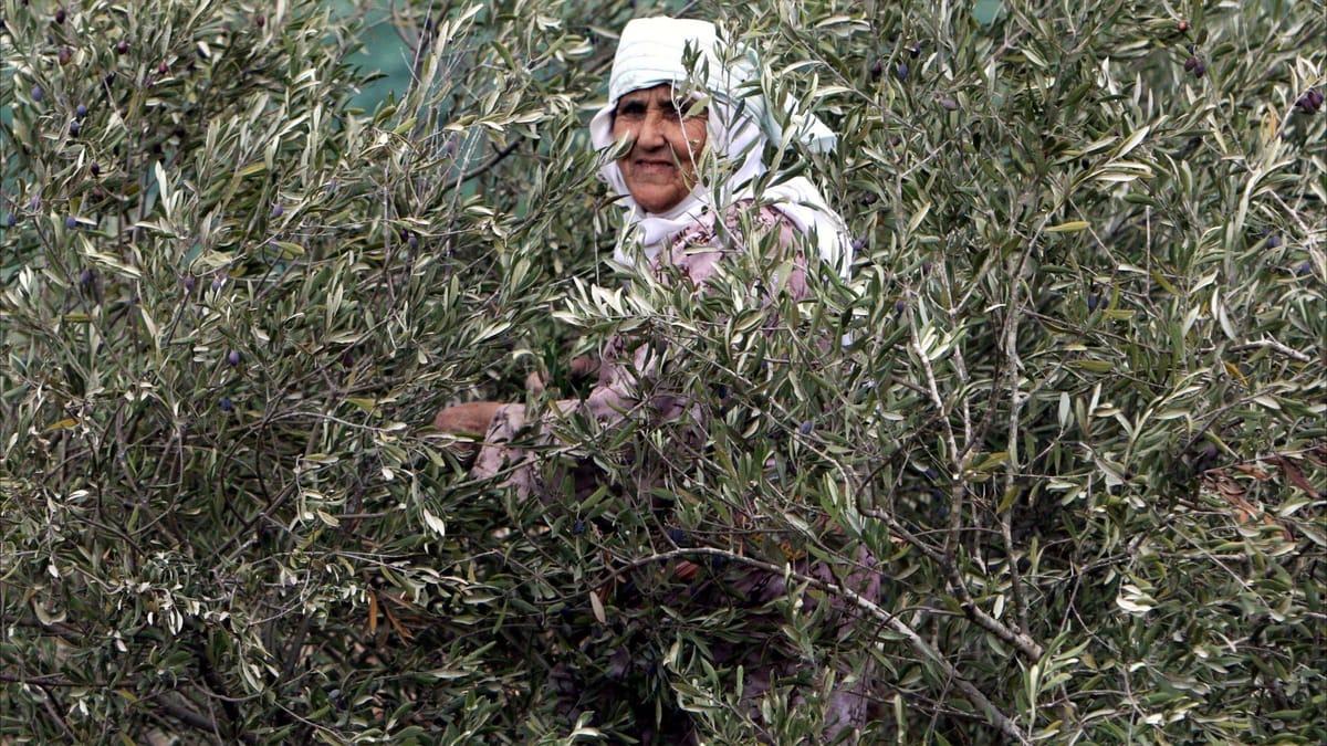 العلم يحسمها: زيت الزيتون "قاهر الخرف"