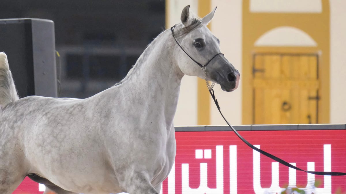 "فاتنة المراعي" تفوز بالتاج.. بنغازي تحتفي بجمال الخيول العربية