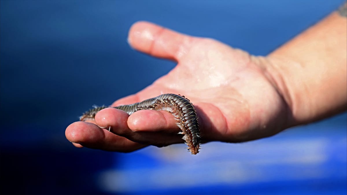 "الديدان المفترسة".. خطر يحدق بأسماك البحر المتوسط