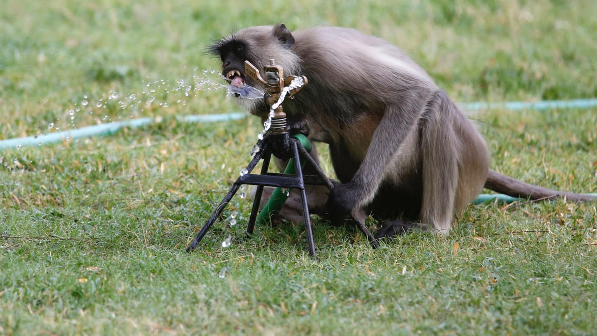 "الساعة السرية" تكشف لغز الشيخوخة المبكرة لدى الحيوانات