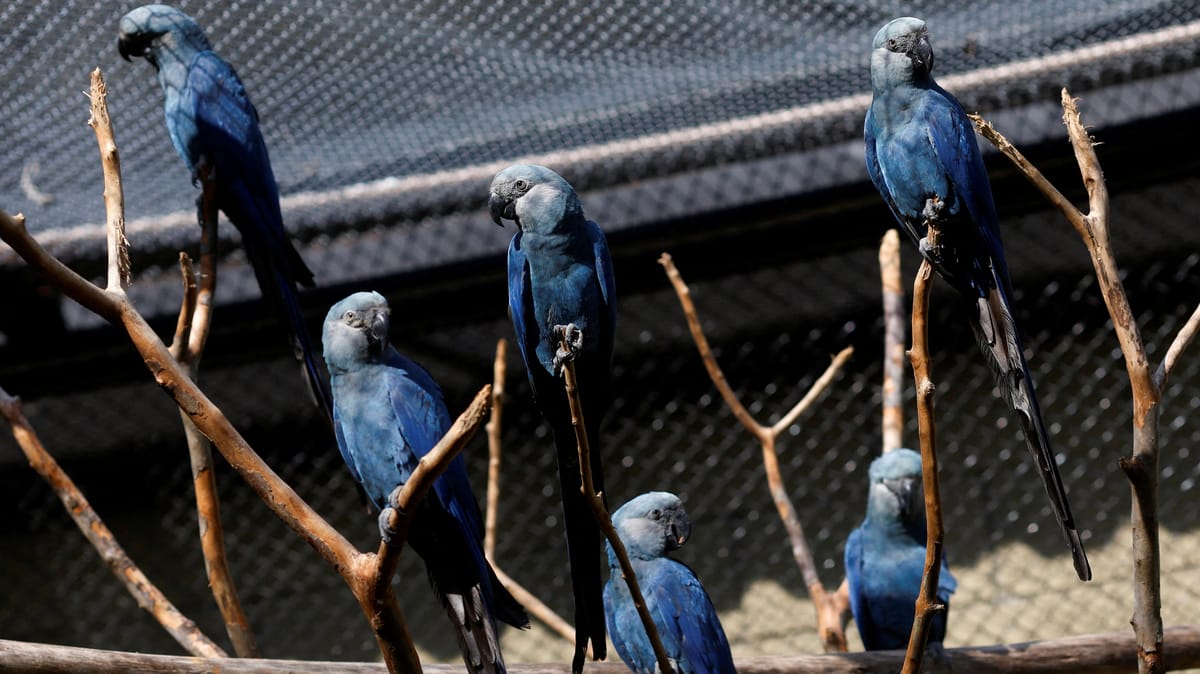 ببغاء عائد من الانقراض يحطّ في حضن الملياردير أمباني