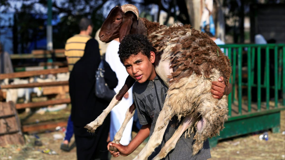بالتقسيط والمشاركة والصكوك.. 3 حلول مصرية لشراء الأضحية