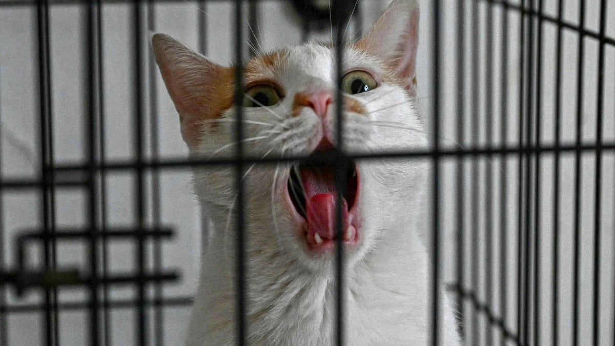 مهمة عاجلة لإنقاذ قطط بيروت من القصف