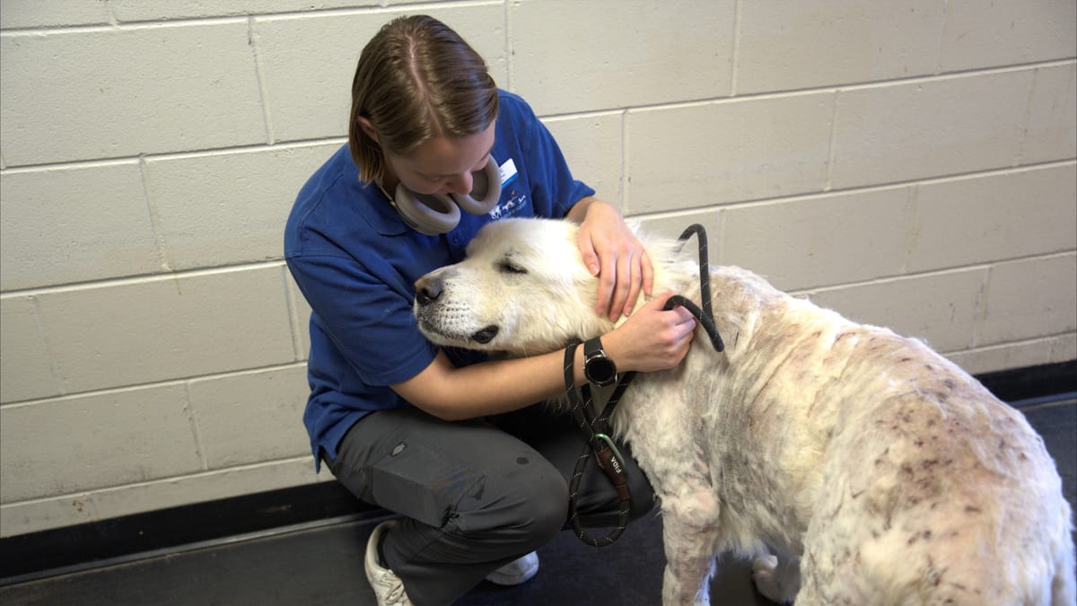 "فك الشفرة".. هل يتحدث البشر مع الحيوانات قريبا؟