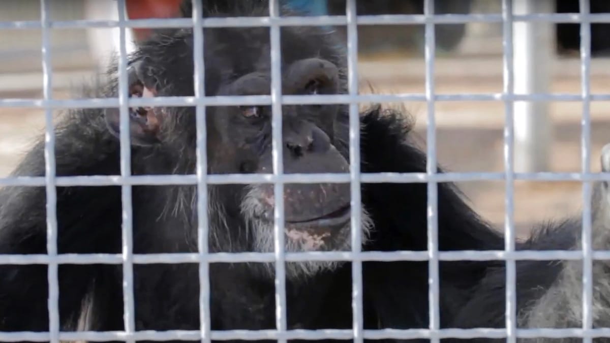 "عملية خاصة" في إيطاليا لإنقاذ شمبانزي محتجَز