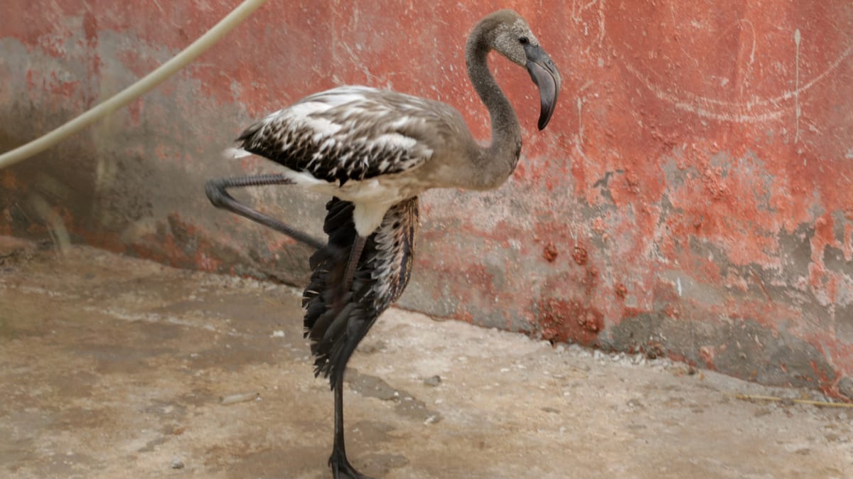 محاولات جزائرية لإنقاذ flamingos يقتلها الجفاف