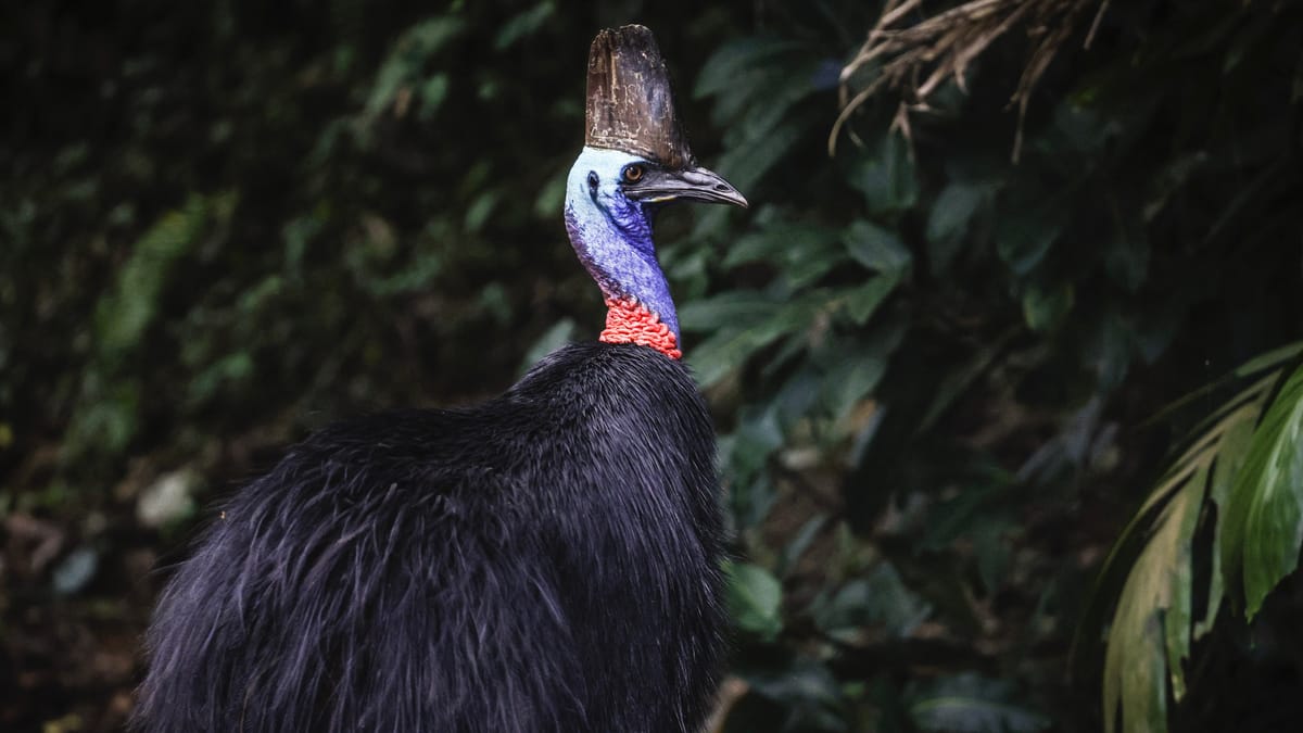 الشبنم.. "ديناصورات معاصرة" تواجه خطر الانقراض