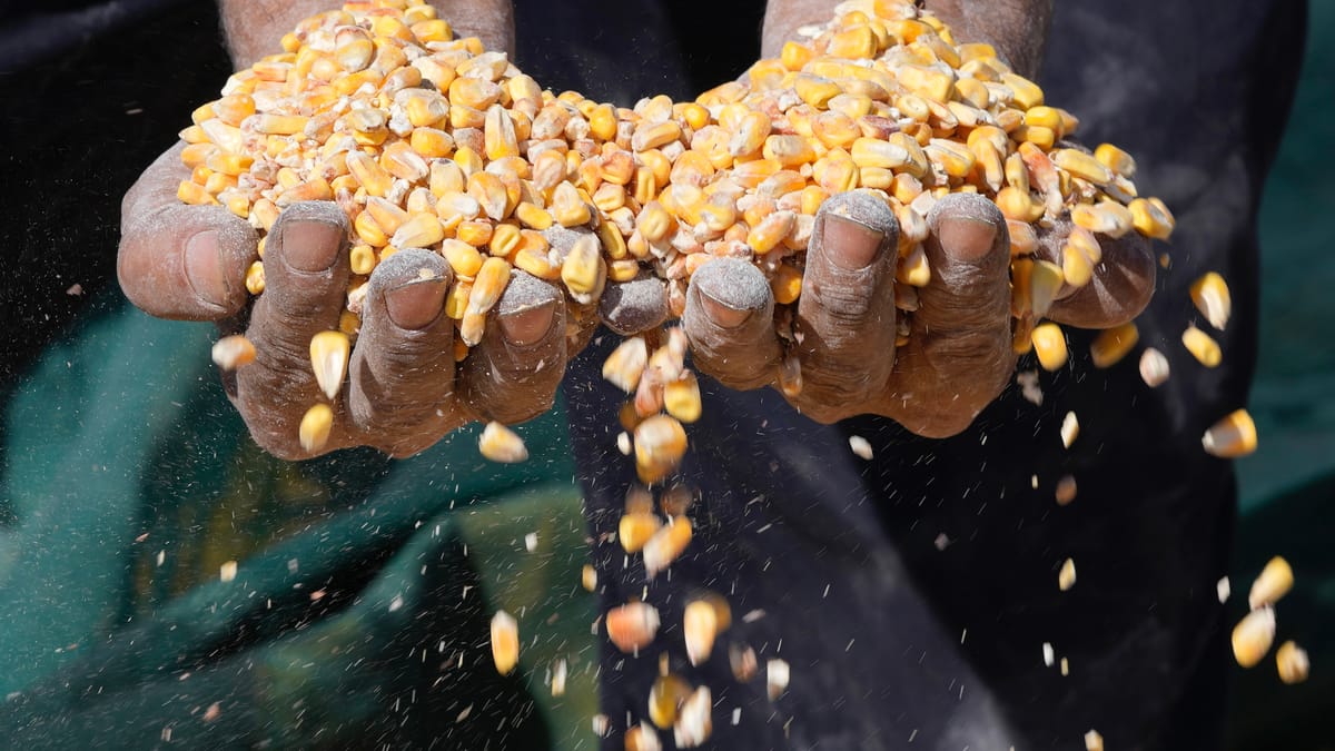 السودان يبحث عن "ذرة وسمسم" وسط الحرب