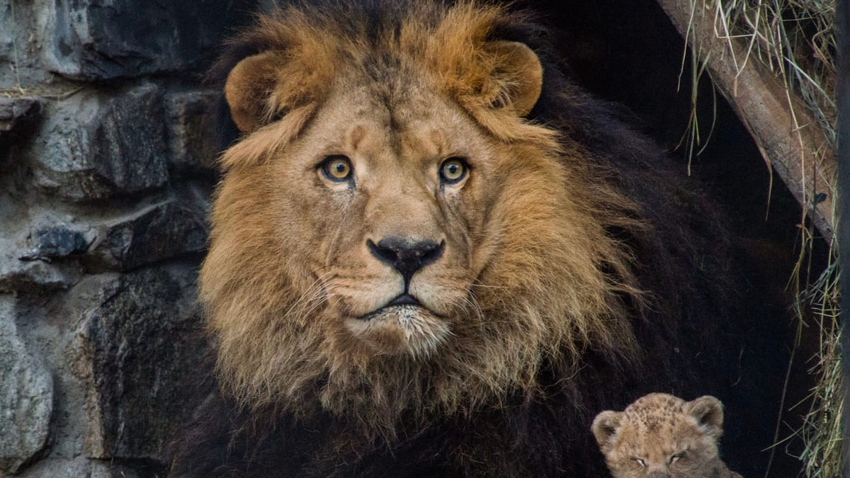 علماء يبحثون عن شخصية "سي السيد" في عالم الحيوان