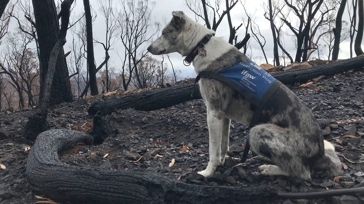 "بطل حرائق أستراليا" يتقاعد بعد 10 سنوات من إنقاذ الكوالا