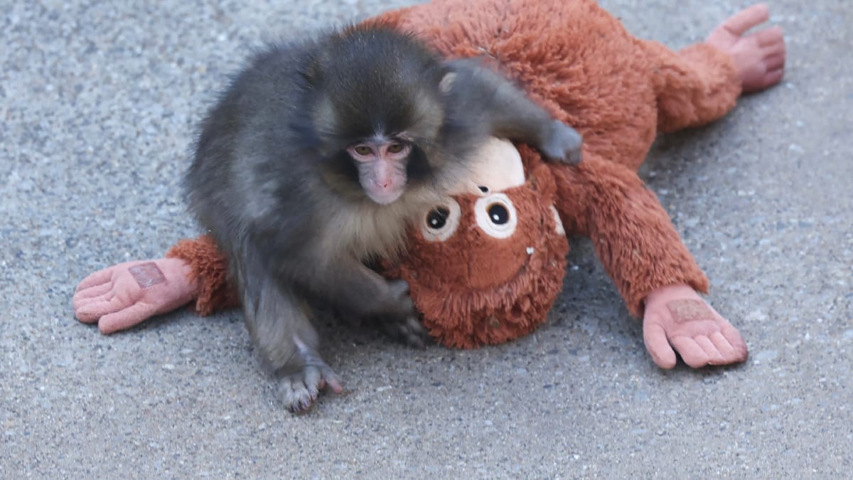 من العزلة إلى النجومية.. كيف أصبح القرد "بانش" ظاهرة عالمية؟