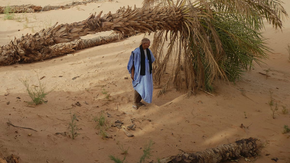 رمال "التغير المناخي" تدفن واحات النخيل الموريتانية