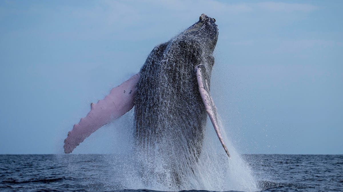 فيديو مذهل.. حوت يبتلع رجلا ثم يلفظه