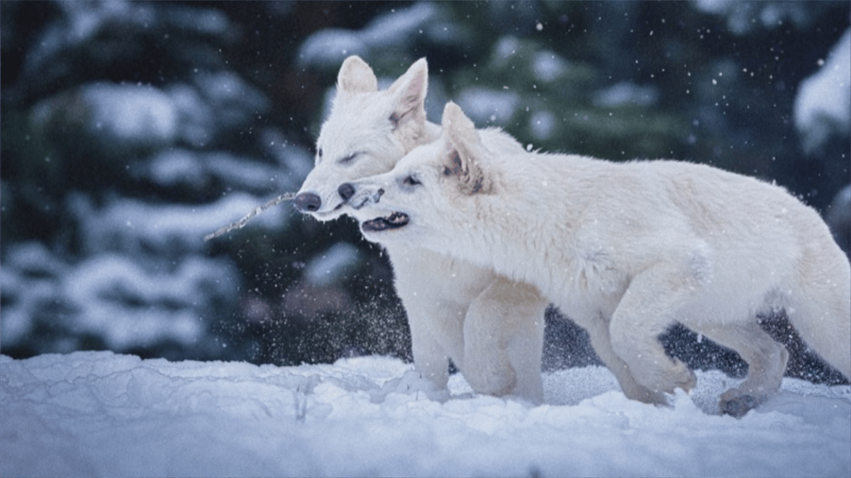 من الحفريات.. هل يعود "الذئب الرهيب" من بوابة المختبر؟