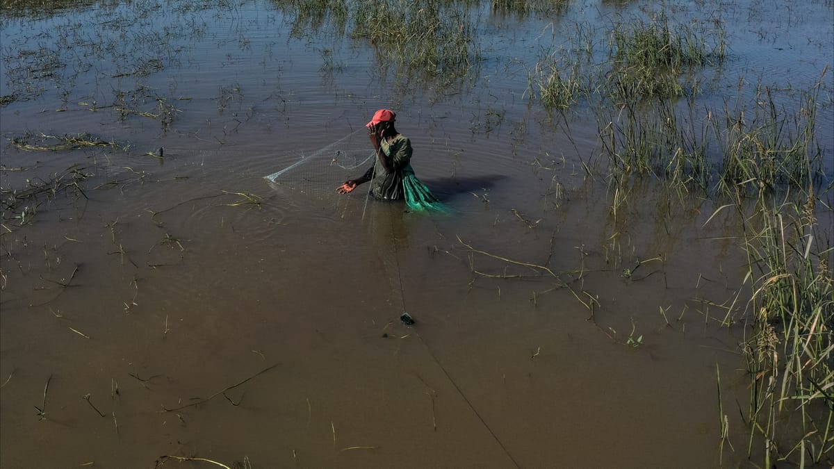 بسبب الفيضانات.. التماسيح بين المنازل في موزمبيق
