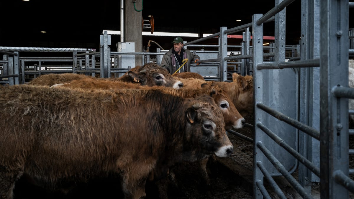 استخدام Antibiotics بتربية المواشي قد يرتفع 30% بحلول 2040