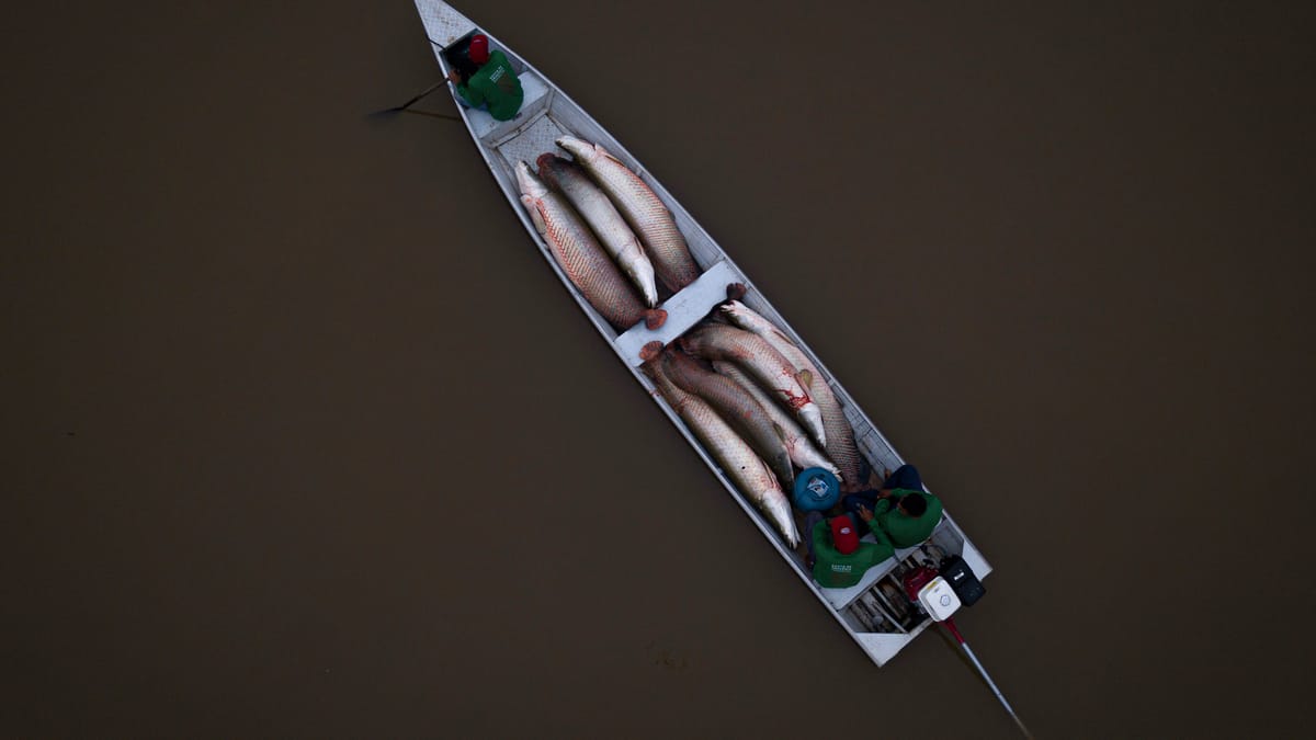 وحش بحيرة فيكتوريا.. هكذا دمرت الأسماك الضخمة بيئة الأنهار