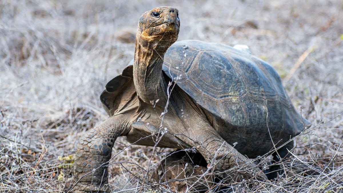 عادت بعد قرن.. رحلة 150 سلحفاة عملاقة إلى قلب البراكين