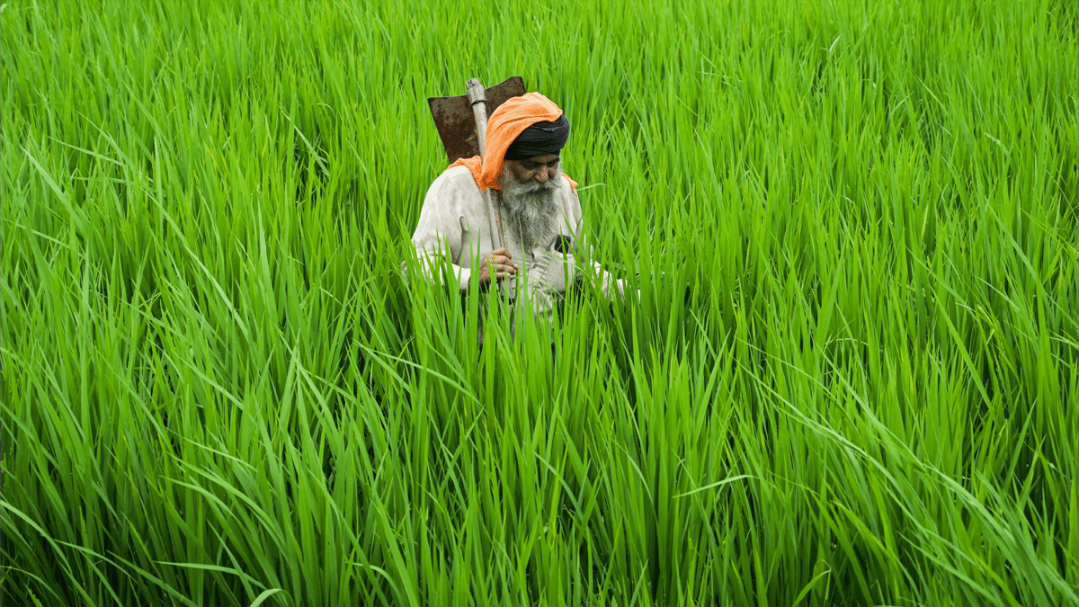 كيف تواجه الهند صدمات رسوم ترامب بالشاي والقرطاسية؟