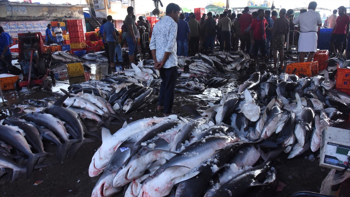المحيطات تخسر نصف أسماك القرش في 50 عاما