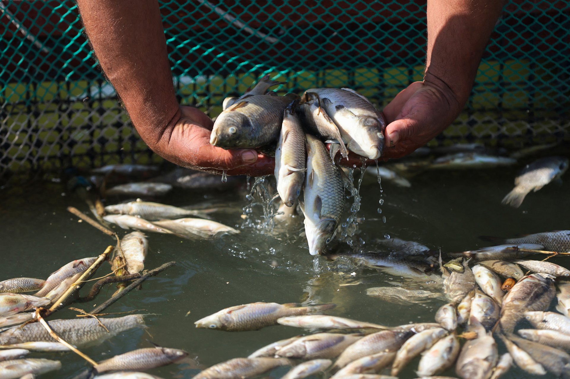 دجلة يختنق بالتلوث.. والأحواض تتحول إلى مقبرة أسماك