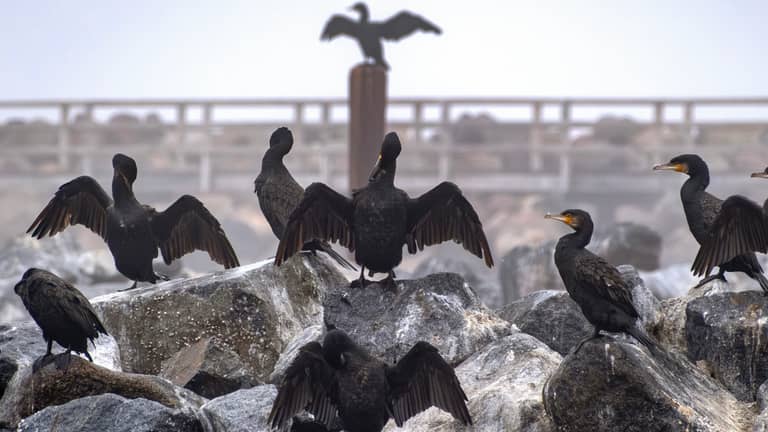 غراب بحر ذكي يطرق باب الطوارئ طلبا للعلاج