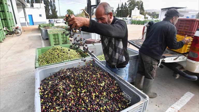 زيتون تونس.. إضراب يهدد الموسم