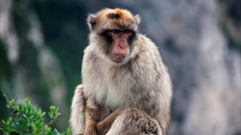 ليس بالوقت فقط.. القردة لن تصبح "أبدا" شكسبير