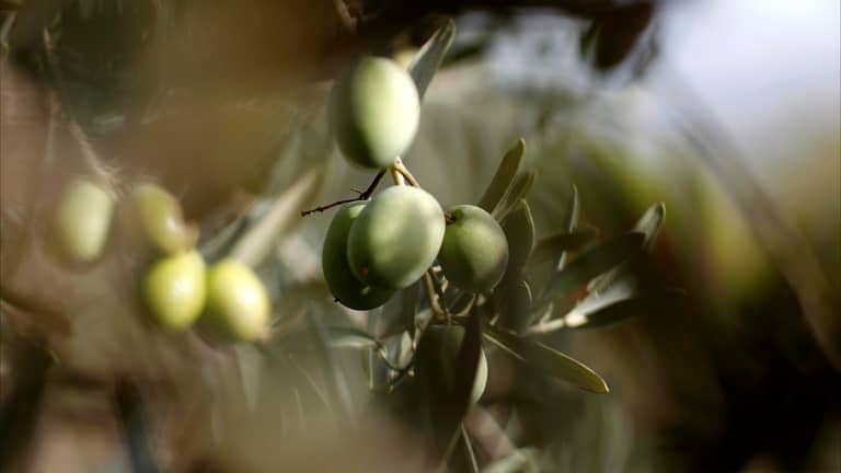 الحمية المتوسطية في خطر.. والمتّهم: زيت الزيتون