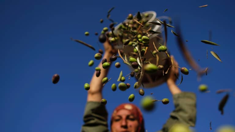 زيادة قياسية في إنتاج زيت الزيتون بتونس