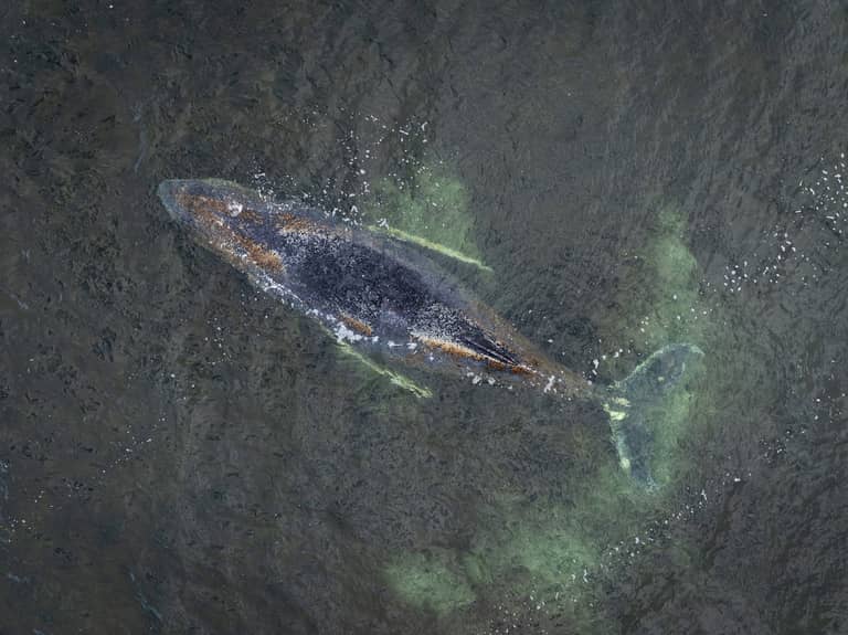 هل ينجو أم ينفق؟.. استمرار محاولات تعويم "أشهر حوت" في ألمانيا