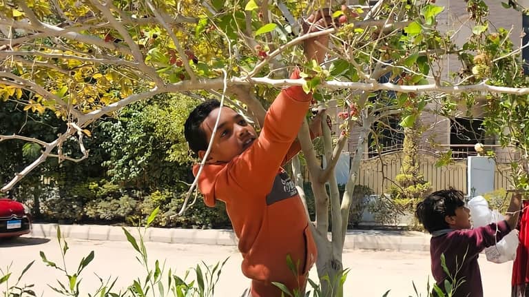 مصريون يواجهون "الحر" بزراعة الفاكهة