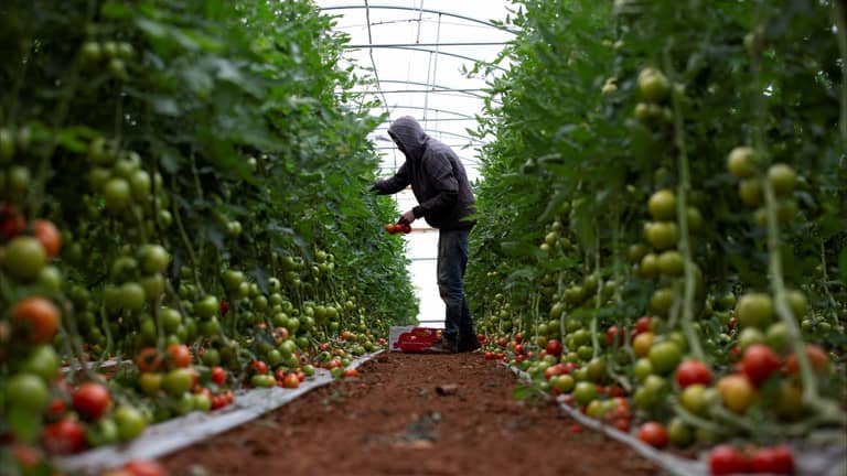 "آكلو النباتات" في يومهم العالمي.. يشقون طريقهم للعالم العربي