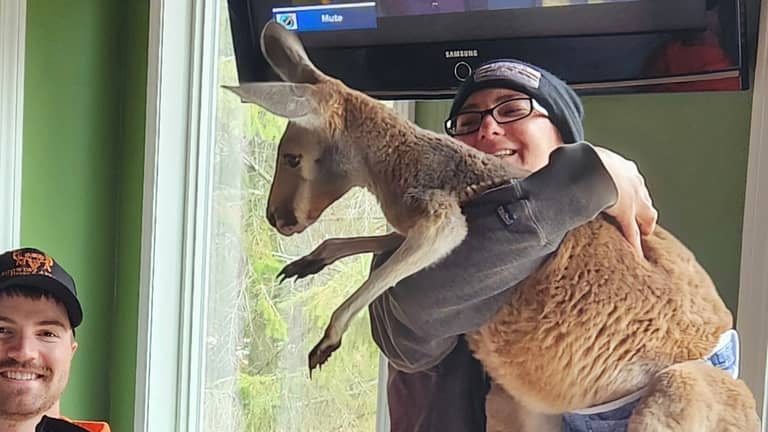 بالمسيّرات والمستشعرات الحرارية.. رحلة بحث ناجحة عن كنغر هارب