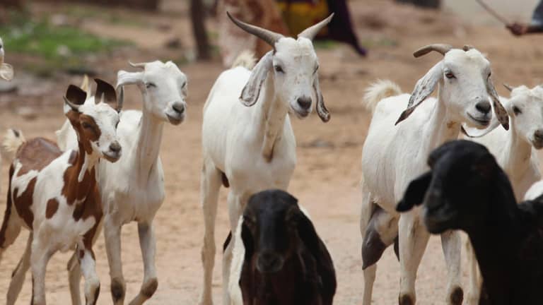 الصين تحظر استيراد حيوانات ليبيا
