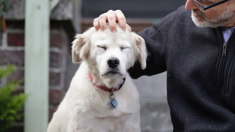 "الصديق الطبي الأفضل".. الكلاب تقود أبحاث علاج السرطان