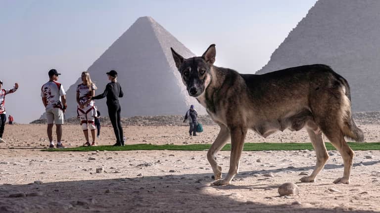 تعقيم لا إبادة.. هكذا تدير مصر أزمة "كلاب الشوارع"