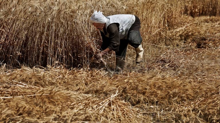 انخفاض مؤشر أسعار الغذاء العالمية ​​في أكتوبر